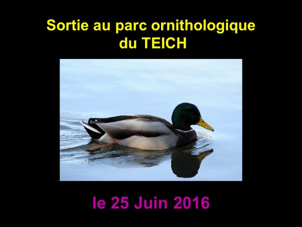 1446 - Sortie au parc ornithologique du Teich