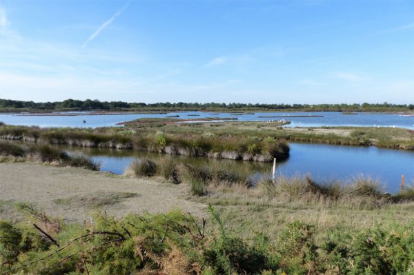 1467 - Sortie au parc ornithologique du Teich (suite)