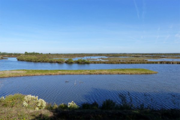 1469 - Sortie au parc ornithologique du Teich (suite)