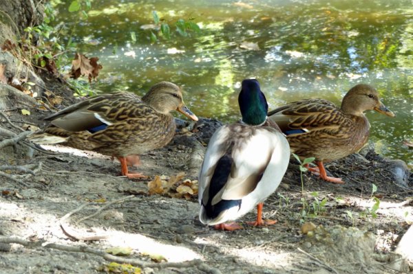 1470 - Sortie au parc ornithologique du Teich (suite)